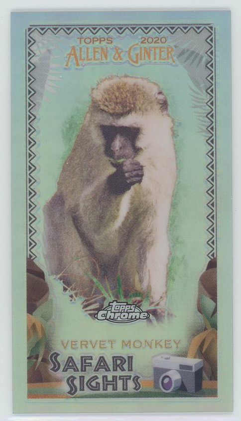 #SSC-9 Vervet Monkey