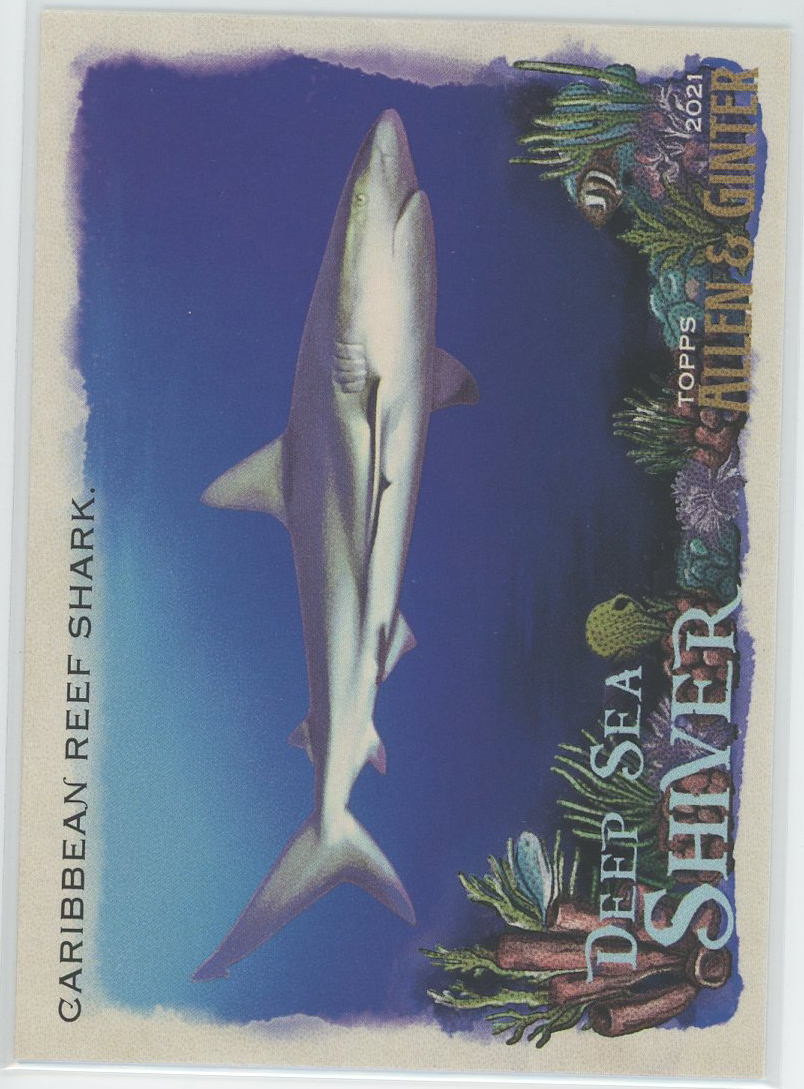#DSS-13 Caribbean Reef Shark