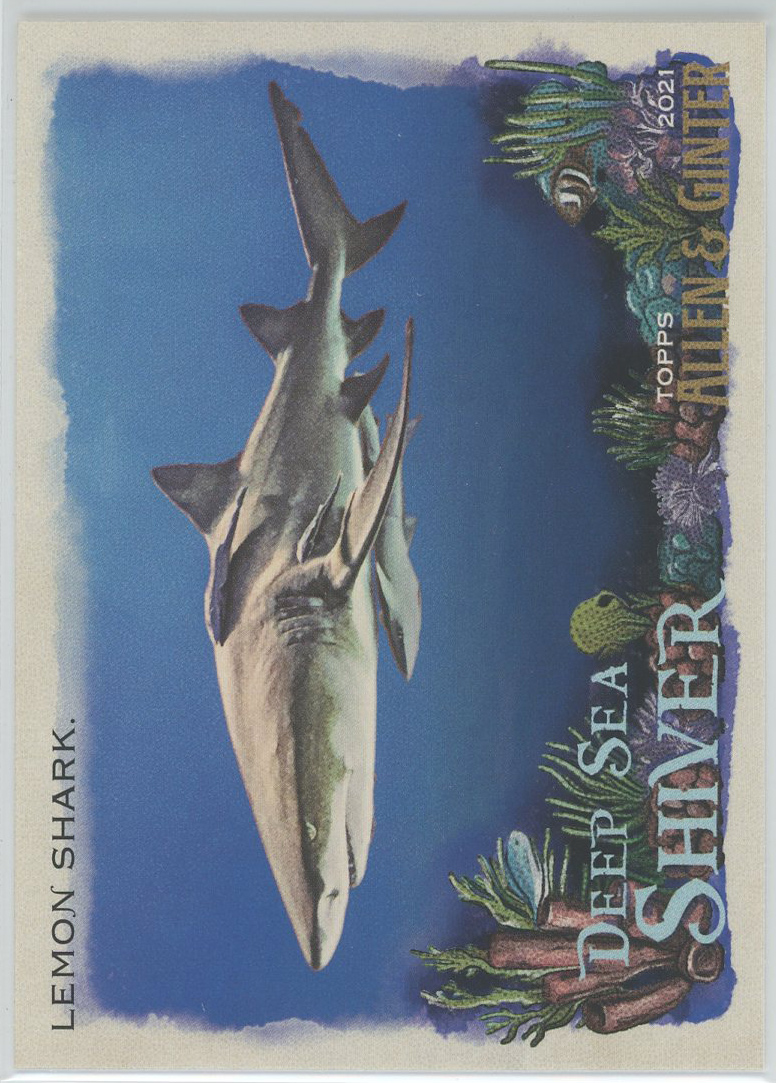 #DSS-7 Lemon Shark