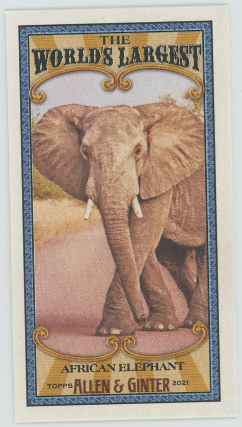 #MWL-5 African Elephant