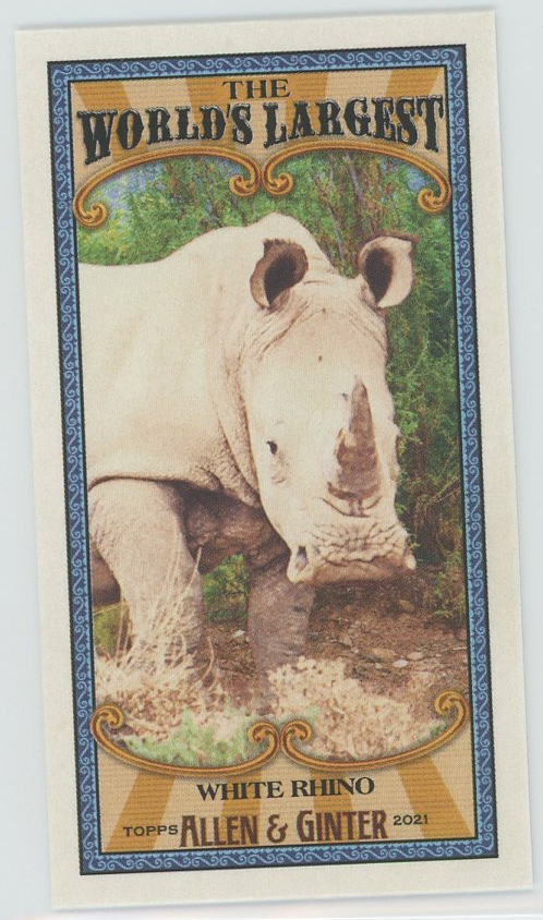 #MWL-9 White Rhino